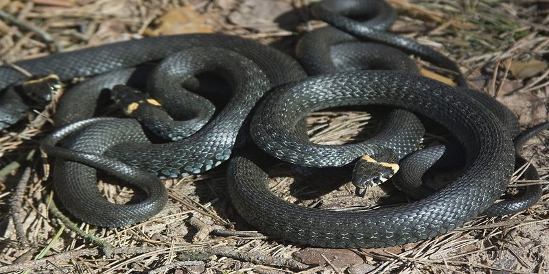 Hình ảnh hai con rắn màu đen thường gợi lên sự đe dọa và sợ hãi
