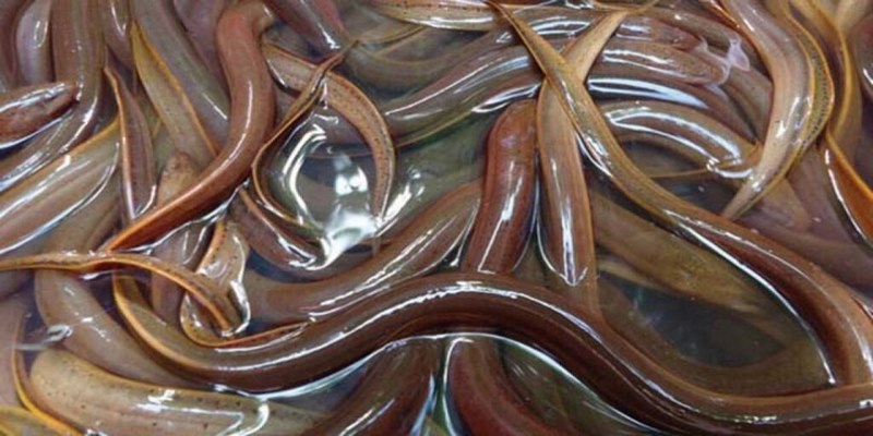 Trường hợp chiêm bao thấy lươn cắn vào mình là báo hiệu may mắn