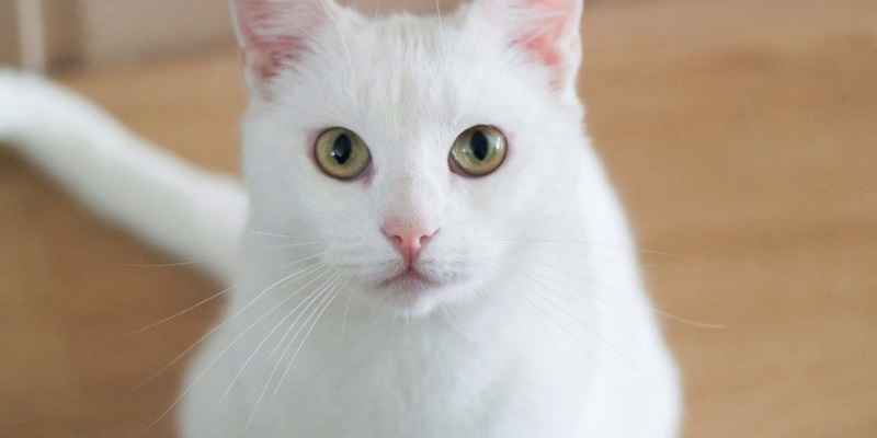 Mèo trắng trong giấc mơ thường biểu thị sự bình yên và ổn định