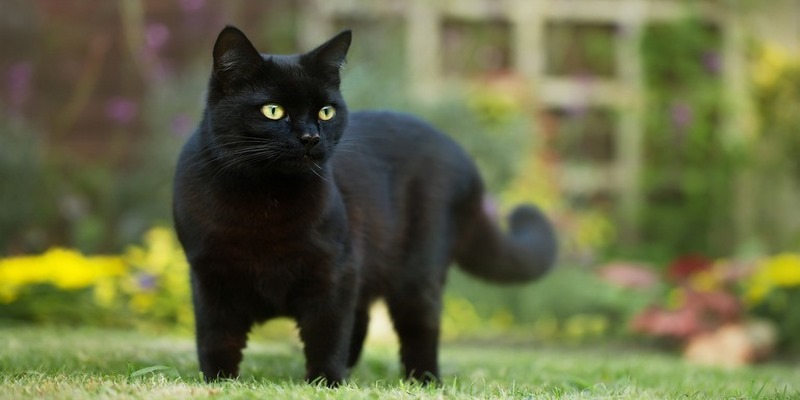 Chiêm bao mơ thấy con mèo đen của mình cho thấy bạn đang lo lắng