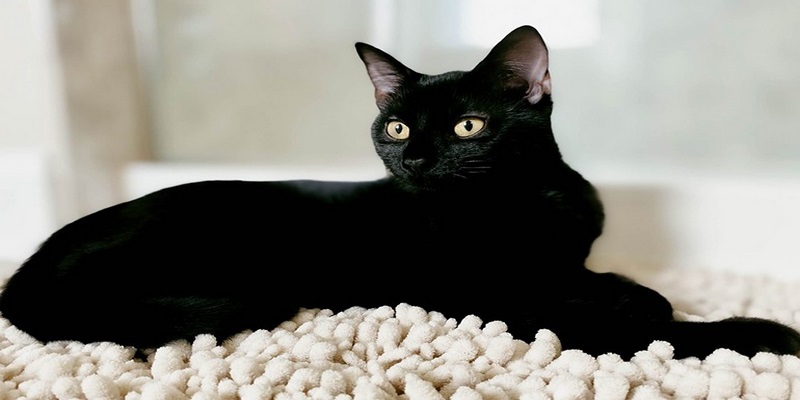 Chiêm bao thấy mèo đen chết trong nhà mang đến vận may lớn