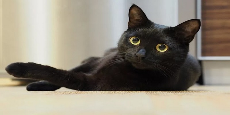 Chiêm bao thấy mèo đen cắn vào tay cảnh báo cho việc bạn cần phải cẩn thận