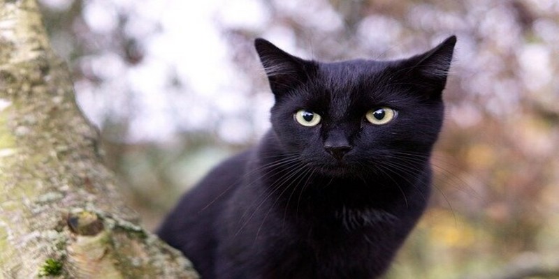 Chiêm bao thấy mèo đen đang ngủ đánh con số 91 hoặc 92