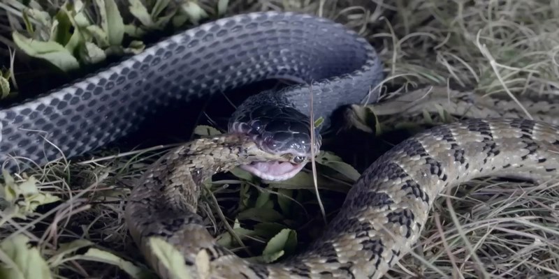 Mộng thấy rắn đang ăn thịt rắn