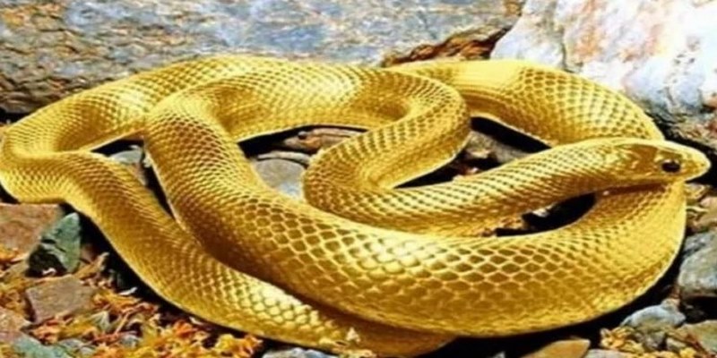 Màu vàng khi xuất hiện trong giấc mơ thấy rắn mang theo nhiều ý nghĩa phong phú