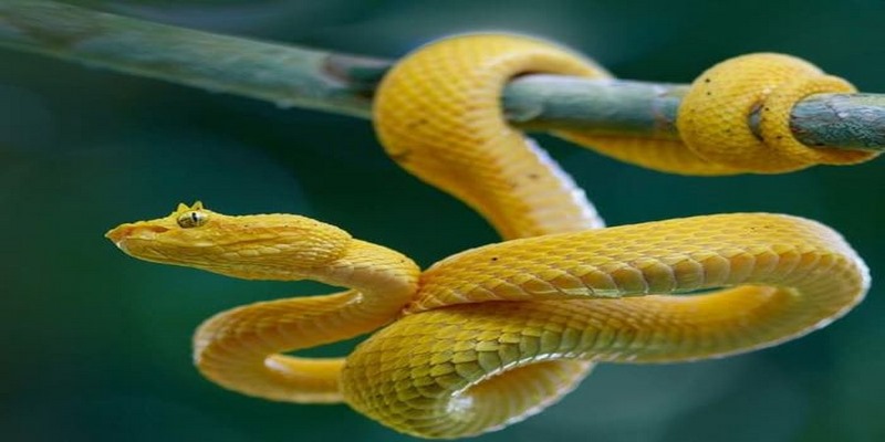  Mộng mị thấy hai con rắn vàng quấn nhau là cảnh báo về sự xung đột