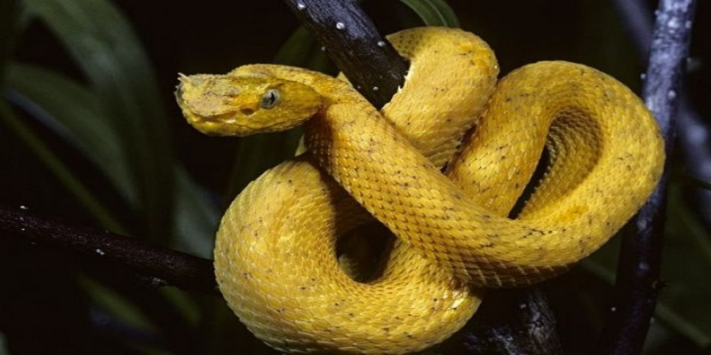 Nếu bạn mơ thấy rắn màu vàng hãy chọn ngay số: 46 hoặc 16